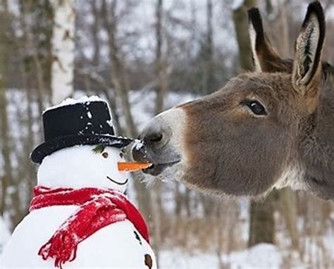 Un muñeco de nieve, lindo, fresco, gracioso, gracioso, muñeco de nieve ...