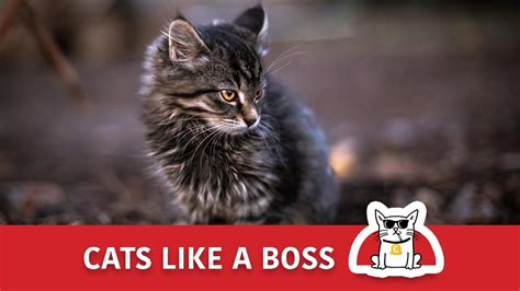 Cats like a BOSS 🐈😹 Funny Video Compilation 🐈😹 Bossy Cats 😹 - YouTube