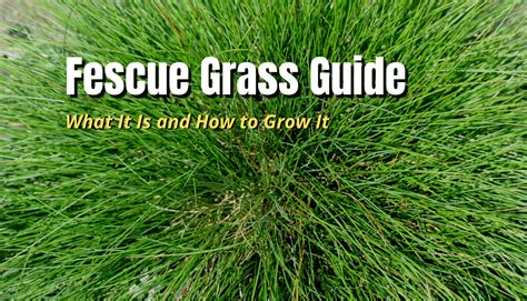 Fescue Grass Guide: What It Is & How To Grow It - The Backyard Pros