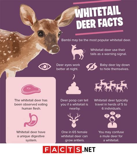 30 Curious Whitetail Deer Facts That Will Surprise You