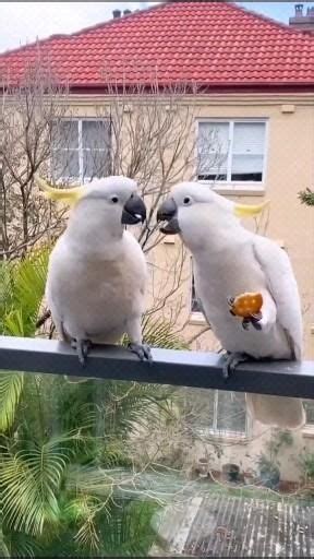 Funny Birds talking 😂 [Video] | Love birds pet, Funny parrots, Funny birds