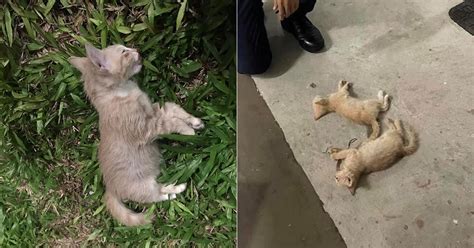 Third kitten found dead at same Yishun block in 4 days - Mothership.SG - News from Singapore ...