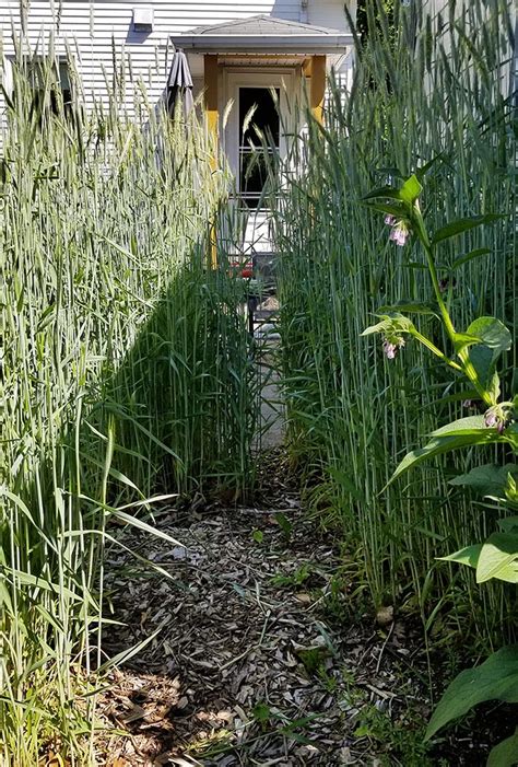 Why I Grew a Rye Grass Cover Crop in My Backyard – Buttered Veg