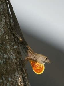 Brown Anole - Facts, Habitat and Pictures