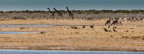 Wildlife in Namibia on Behance