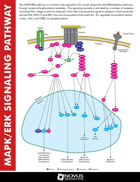 Pin on Immunohistochemistry