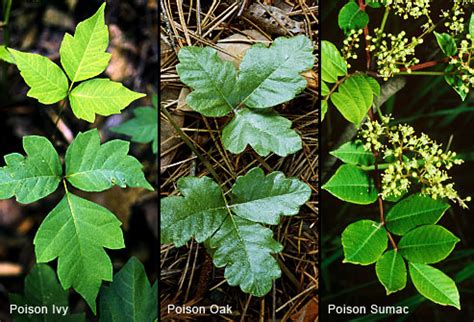 The Most Dreaded Wild Plant: Poison Ivy and Its Relatives | Grand ...