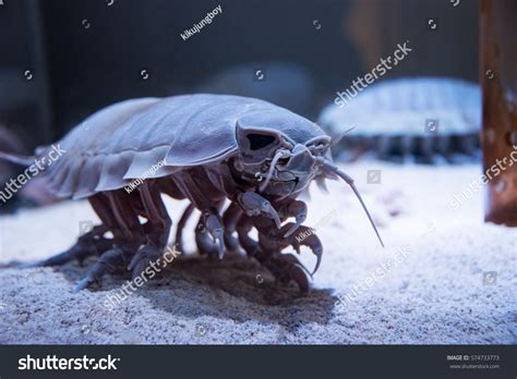 Giant Isopod Stock Photos and Pictures - 131 Images | Shutterstock