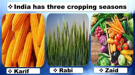 #NCERT India has three cropping seasons rabi seasons , kharif seasons ...