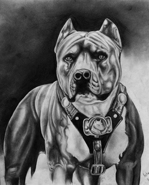 Pitbull | Pitbull art, Pitbulls, Pitbull tattoo