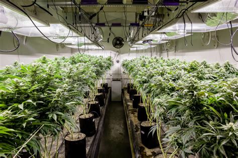 How to Choose the Best Lights for Growing Weed | Leafly