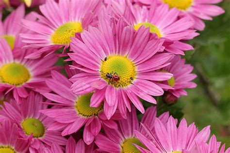 Pink Daisy Flowers Petals - Free photo on Pixabay - Pixabay