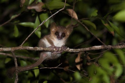 Lesser Mouse Lemur | Sean Crane Photography