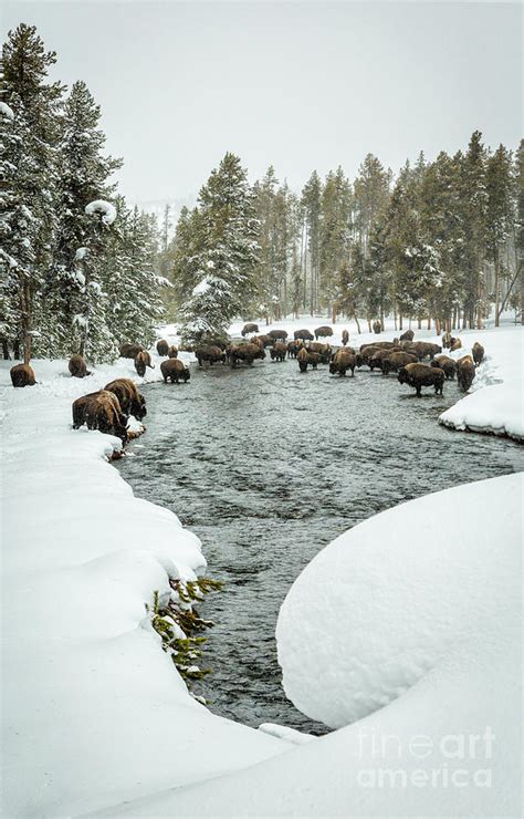 Bison Herd In River #1 Photograph by Timothy Hacker - Pixels