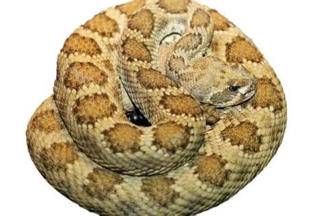 Prairie Rattlesnake Quiz: What Do You Know? - A-Z Animals