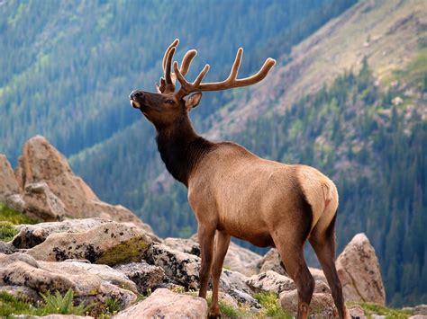 Rocky Mountain National Park | As An RV Destination