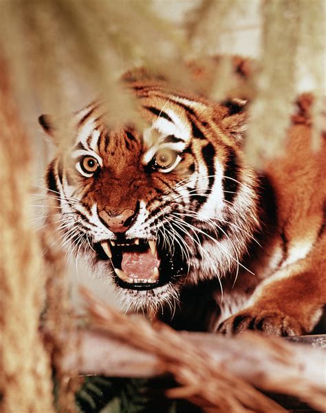 1970s Snarling Growling Mean Tiger Photograph by Animal Images - Fine ...