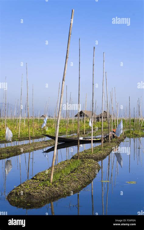 Floating gardens at Inle Lake, Myanmar, Asia Stock Photo - Alamy