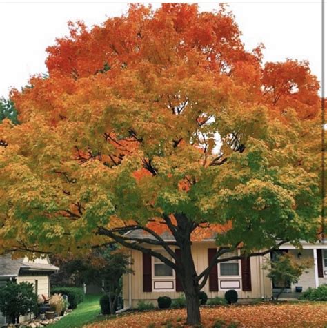 The perfect blend of fall foliage colors. Hope, Rhode Island : r/AutumnPorn