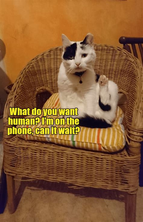 I'm on the phone, cat it wait? - Lolcats - lol | cat memes | funny cats ...