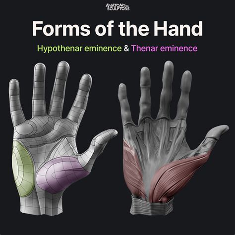 Anatomy For Sculptors - The three fundamental forms of the palm