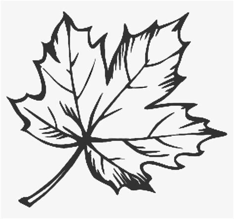 maple leaf outline png 10 free Cliparts | Download images on Clipground 2024