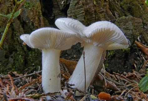 Oregon_Mushroom--1010654LR | Lance Nix | Flickr