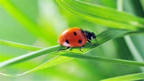 Beneficial Garden Insects