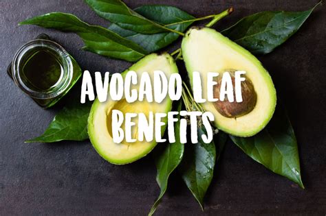 3 Major Health Benefits of Avocado Leaves | DanetteMay