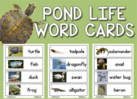 Pond Life Picture-Word Cards | Pond life, Word cards, Writing center