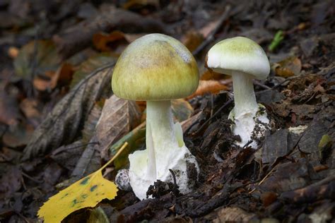 World's Deadliest Mushroom May Now Have an Antidote - Kowatek