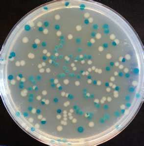 Figure S3. Snapshots of a competition assay depicting ∆lacZ neutrality ...