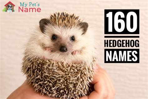 Hedgehog Names: 160 Happy Names For Hedgehogs | My Pet's Name