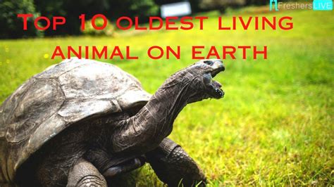 Top 10 Oldest Living Animal on Earth - Longest Living Animals - FES Education