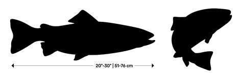 Rainbow Trout | Steelhead Trout Dimensions & Drawings | Dimensions.com