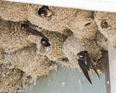 Barn Swallow bird nests, Utah | Bird photography, Wildlife photography, Swallow bird