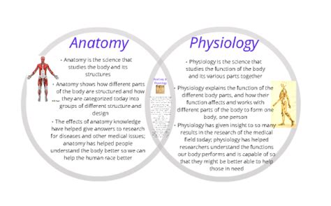 Anatomy and Physiology Compare/Contrast by Hannah Johnston on Prezi