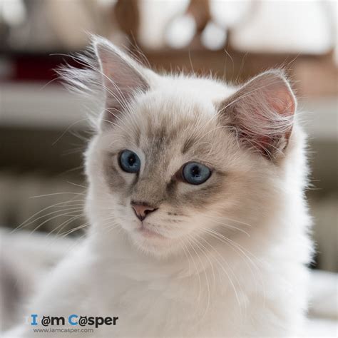 Ragdoll Breed Characteristics and Information - IamCasper