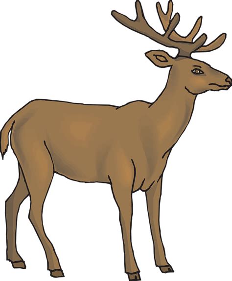 Brown Deer View · Free vector graphic on Pixabay