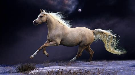 HD wallpaper: horse, moon, snow, run, beautiful, night, sky, running ...