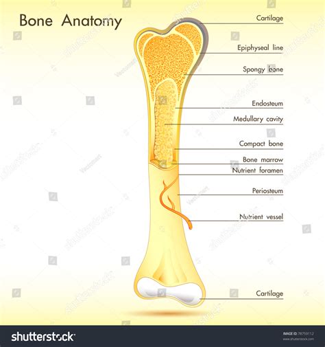 Illustration Of Anatomy Of Bone With Label On Abstract Background - 78759112 : Shutterstock