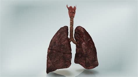 Smoker s lungs 3D model - TurboSquid 1662649