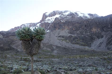 Kilimanjaro – Reach the Top!