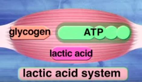 Lactic Acid System - Energy Systems