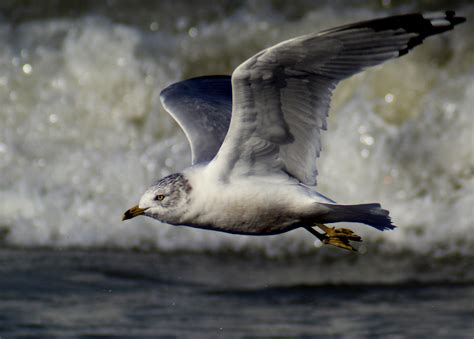 The Ring-Billed Gull – Wildlife Leadership Academy