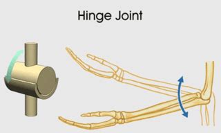 NCERT Class VI Science Solutions: Chapter 8 – Body Movements Part 2- FlexiPrep