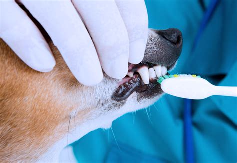 Pet Dental Care | PetLife Animal Hospital