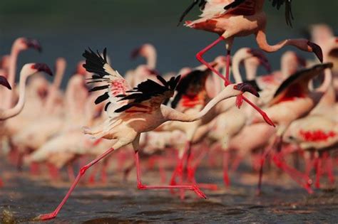 flamingo migration 011 | Flamingo, Pet birds, Animals