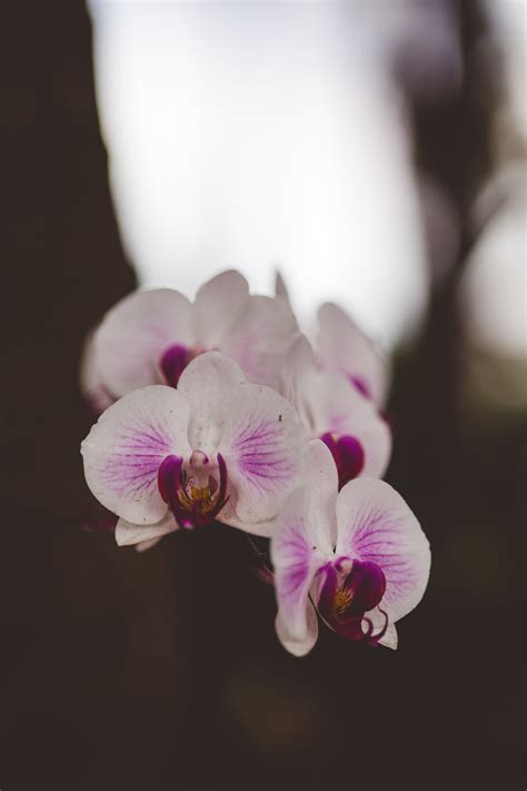 Close-up of Orchid Flower · Free Stock Photo