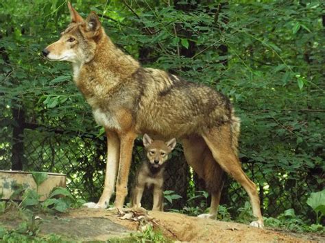 US Proposes Shrinking Last Endangered Red Wolf Habitat | WUNC